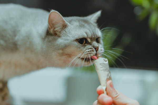 cat with treat