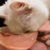 white cat eating from bowl