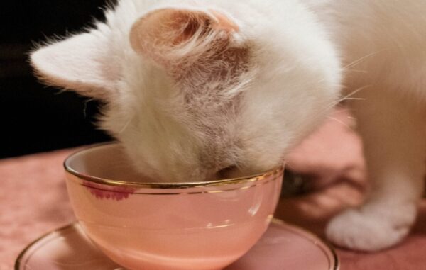 white cat eating from bowl