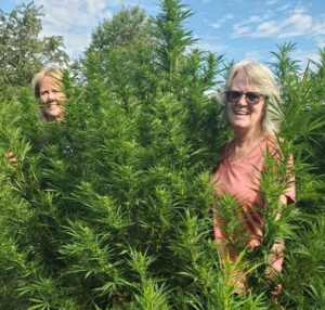 two white women in marijuana field